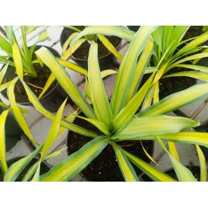 Juka previsnutá (Yucca recurvifolia) ´BANANA SPLIT´ - výška 10-20 cm, kont. C2L (-20 °C)